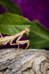 Mante Religieuse Macro 11