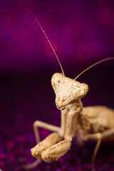 Mante Religieuse Macro 10