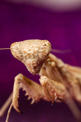 Mante Religieuse Macro 9