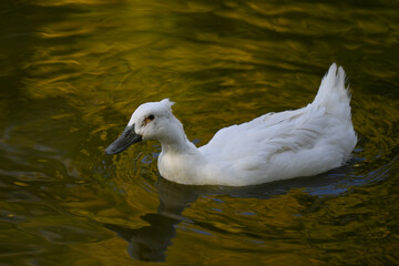 ducks on, nature, goose on the water. Pond, ducks, goose. hunting. animal, river, wildlife, lake, green, bird, wild, fish, amphibian, , sea, stream, duck, swimming, , swim