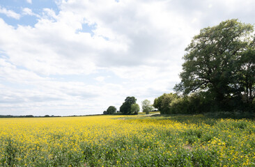 Fototapeta na wymiar Oil Seed Rape Fields In The Rural Oxfordshire Countryside
