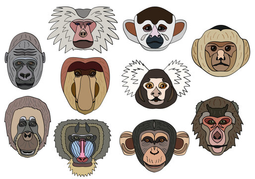 Set of heads of different types of monkeys. Gorilla, gibon, madril, saimiri chimpanzee, orangutan, macaque. Vector graphics isolated on white background