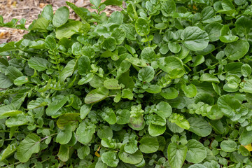 Bittercress Herb growing in garden