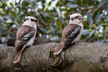 Laughing Kookaburra resting ion Fig Tree branch