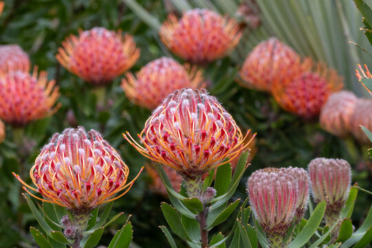 Protea Plant in flower, Royal Botanic Garden Sydney Australia
