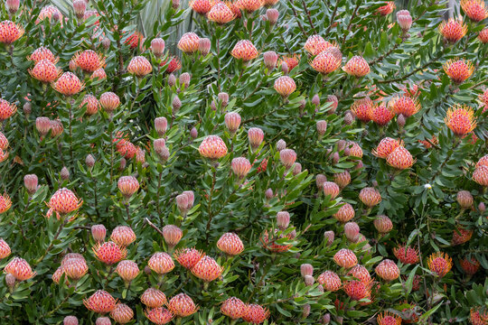 Protea Plant in flower, Royal Botanic Garden Sydney Australia