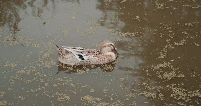 Duck taken in close-up sleeps on the water surface of the pond. Animals in the wild, the science of fauna. The Latin, international name of the bird is Anatidae