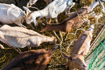 Naklejka premium Goats eating a tree branch. Feeding goats with tree branches. Breeding of domestic animals in an enclosure.