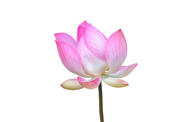 Lotus isolated on white background. This has clipping path.