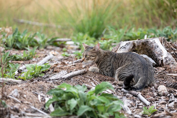 Tabby Cat in the Woods