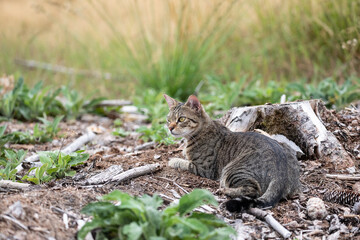 Tabby Cat in the Woods