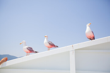 Seagulls on the ferryboat. Summer travel season. View on seascape, mountain landscape on the island of Thassos, Greece. Holiday concept.	

