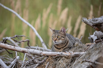 Tabby Cat in the Woods