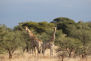 Giraffe in the savannah