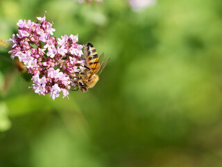 Honey bee collecting nectar on a flower of the flower butterfly bush. Busy insects