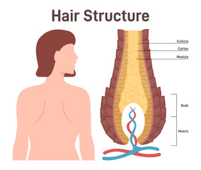 Hair structure. Cross section of the human hair with dermal papilla,