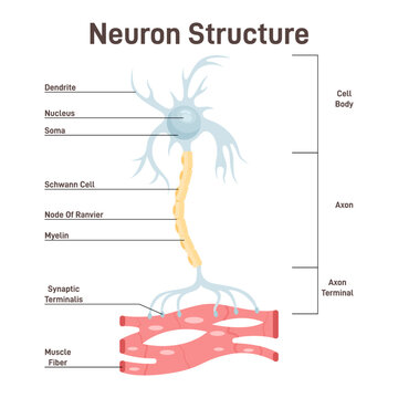 Neuron structure. Nerve cell, main part of the human nervous system