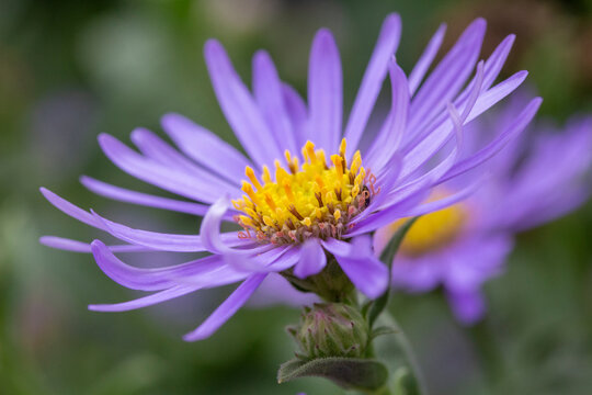 Close-up image of Aster x frikartii 'Monch'