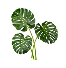 Monstera leaves isolated on transparent background. (.PNG)
