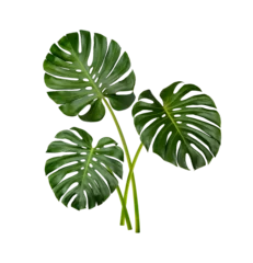 Tuinposter Monstera Monstera leaves isolated on transparent background. (.PNG)