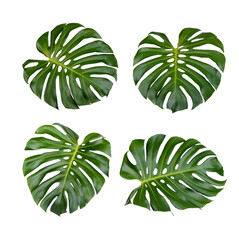 Fototapeta na wymiar Monstera leaves isolated on transparent background. (.PNG)