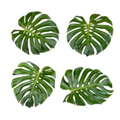 Monstera-Blätter isoliert auf transparentem Hintergrund. (.PNG) © sathit