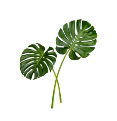 Fotobehang Monstera Monstera leaves isolated on transparent background. (.PNG)