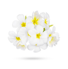 Obraz premium white frangipani tropical flower, plumeria flower blooming isolated on transparent background. (.PNG)