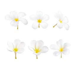 white plumeria flower blooming isolated on transparent background. (.PNG)