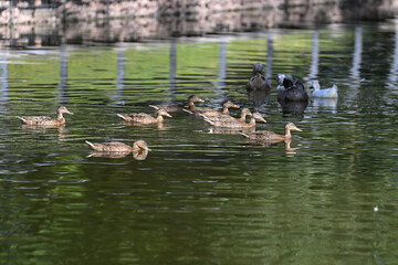 ducks on, nature, goose on the water. Pond, ducks, goose. hunting. animal, river, wildlife, lake, green, bird, wild, fish, amphibian, , sea, stream, duck, swimming, , swim