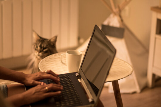 Working At Home With A Laptop, In A Warm Environment With A Cat In The Middle