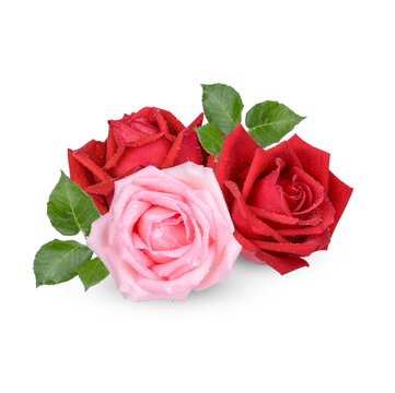 Red and Pink rose with water drops isolated on transparent background. (.PNG)