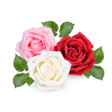 Red and Pink rose with water drops isolated on transparent background. (.PNG)
