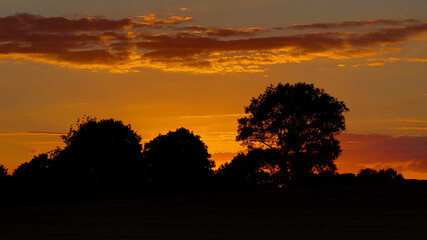 Obraz premium sunset in the forest