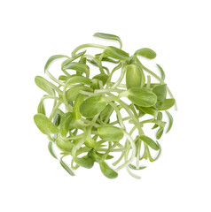 Fresh green young sunflower sprouts isolated on transparent background. (.PNG). Top view