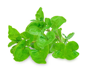 Fresh watercress isolated on transparent background. (.PNG)