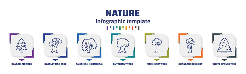 infographic template with icons and 7 options or steps. infographic for nature concept. included balsam fir tree, scarlet oak tree, american hornbeam tree, butternut pin cherry shagbark hickory - obrazy, fototapety, plakaty