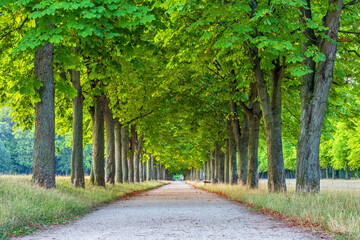 Beautiful Avenue of Horse Chestnut Trees