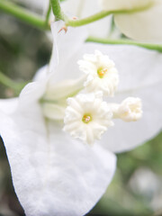 Fototapeta premium White b