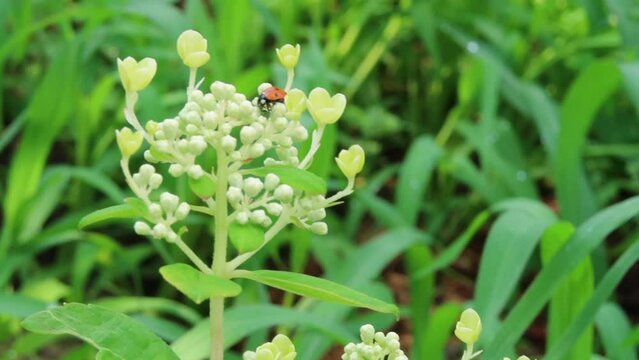 Red ladybug on hydrangea branch with white flowers and buds. Green grass in background. Selective focus
