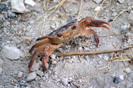 Water crab prepares to fight