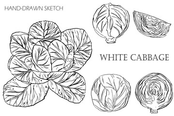 cabbage set on white background. Drawn sketch cabbage.