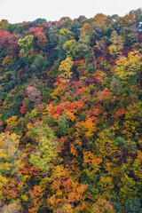 紅葉に色づいた山林　長野県