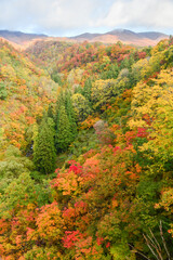 紅葉に色づいた山林　長野県