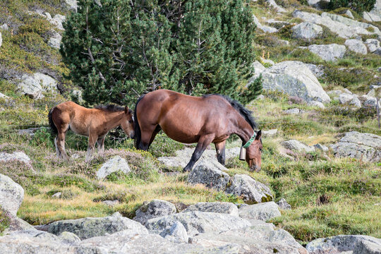 Yegua con su cr&iacute;a pasturando por los prados del Pas de la Casa, en Andorra