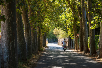 Orient old road between a shady plane tree forest, Alaro, Majorca, Balearic Islands, Spain
