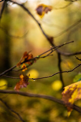 autumn leaves on a tree