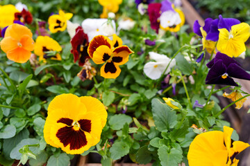 lindas Flores coloridas de jardim. Orquideas e brom&eacute;lias. Flores exoticas. 