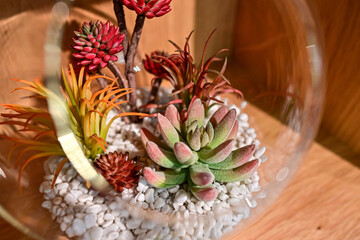 綺麗な観葉植物のイメージ写真