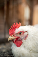 The head of a white rooster broiler. Red comb. Agriculture, animal husbandry